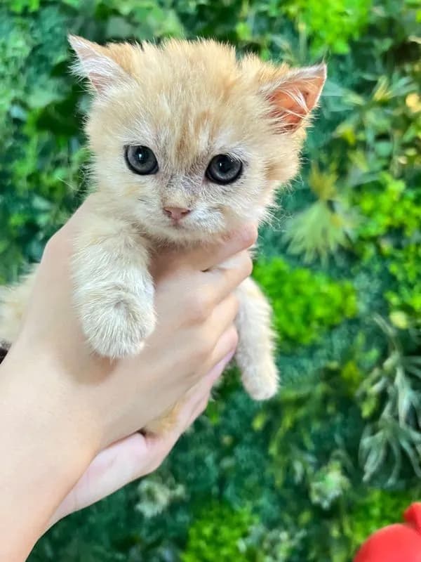 แมวบริติช