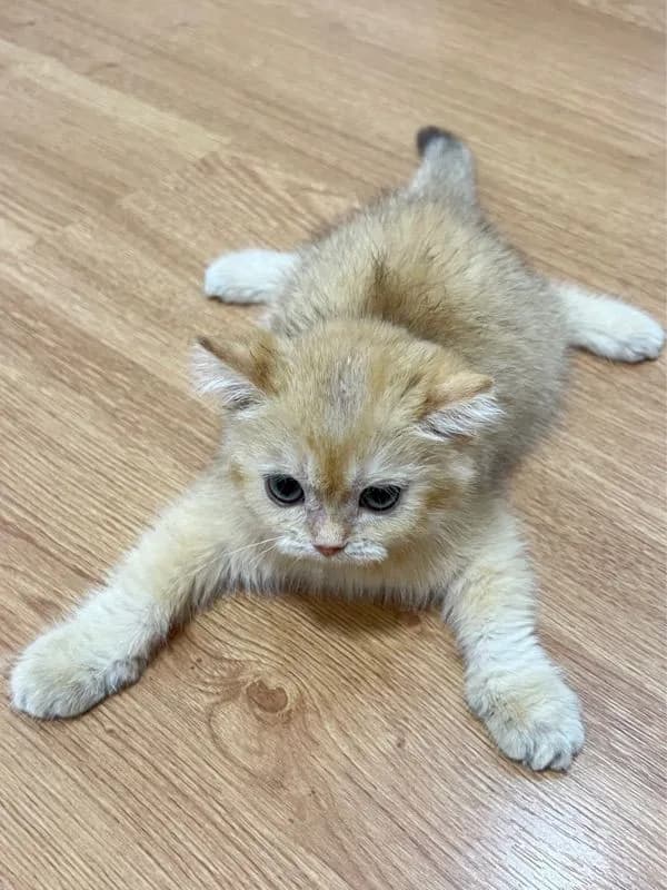 แมวบริติช