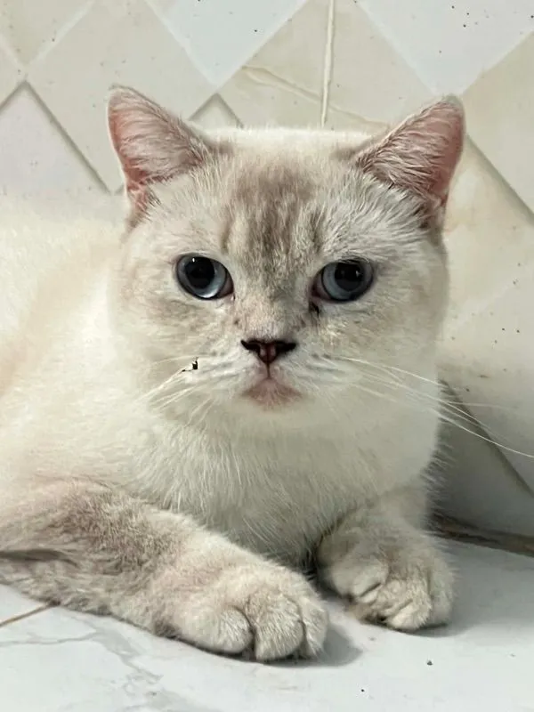 แมวบริติชลดประชากร