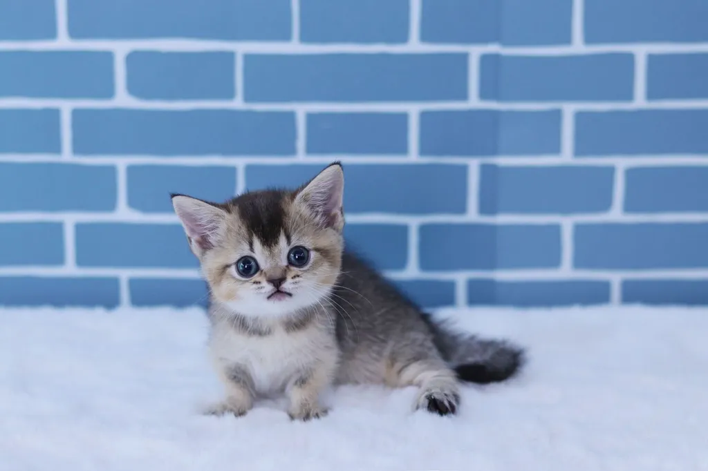 แมวมันช์กิ้นขาสั้น (Munchkin Short-Leg Cat)