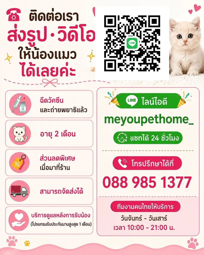 แมวมันช์กิ้นขาสั้น (Munchkin Short-Leg Cat)