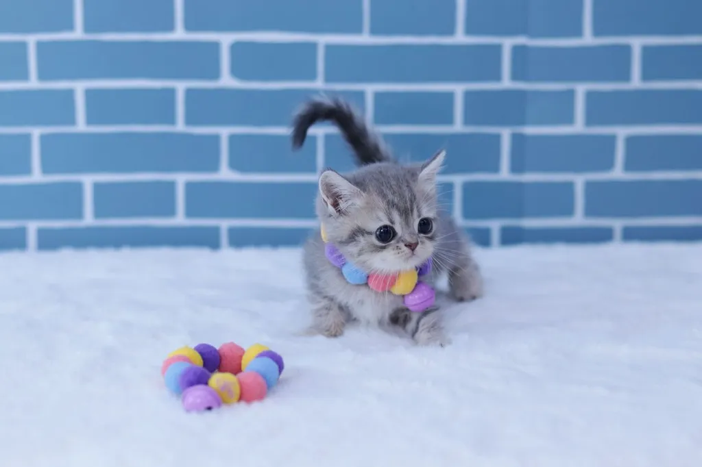 แมวมันช์กิ้นขาสั้น (Munchkin Short-Leg Cat)