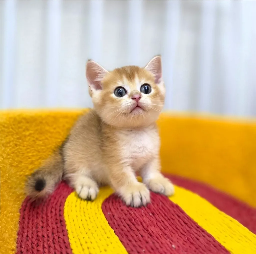 แมวมันช์กิ้นขาสั้น (Munchkin Short-Leg Cat)