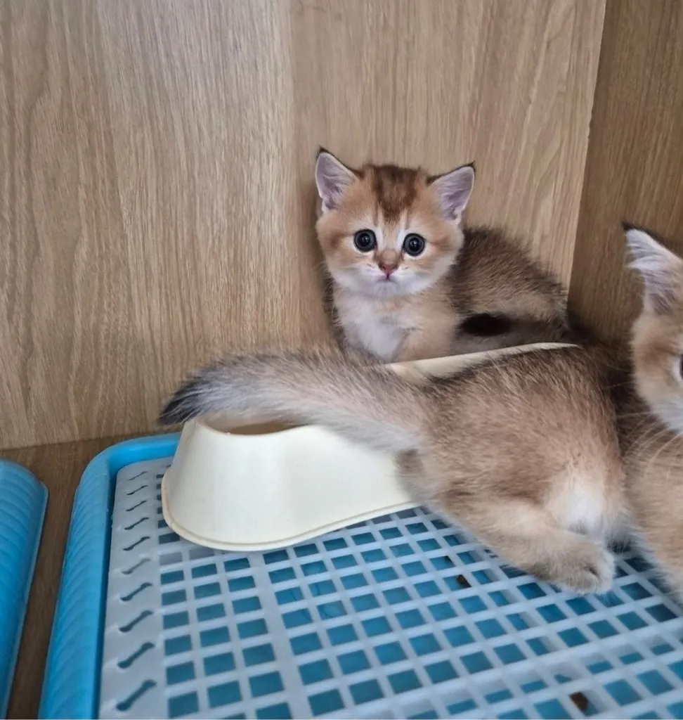 แมวมันช์กิ้นขาสั้น (Munchkin Short-Leg Cat)