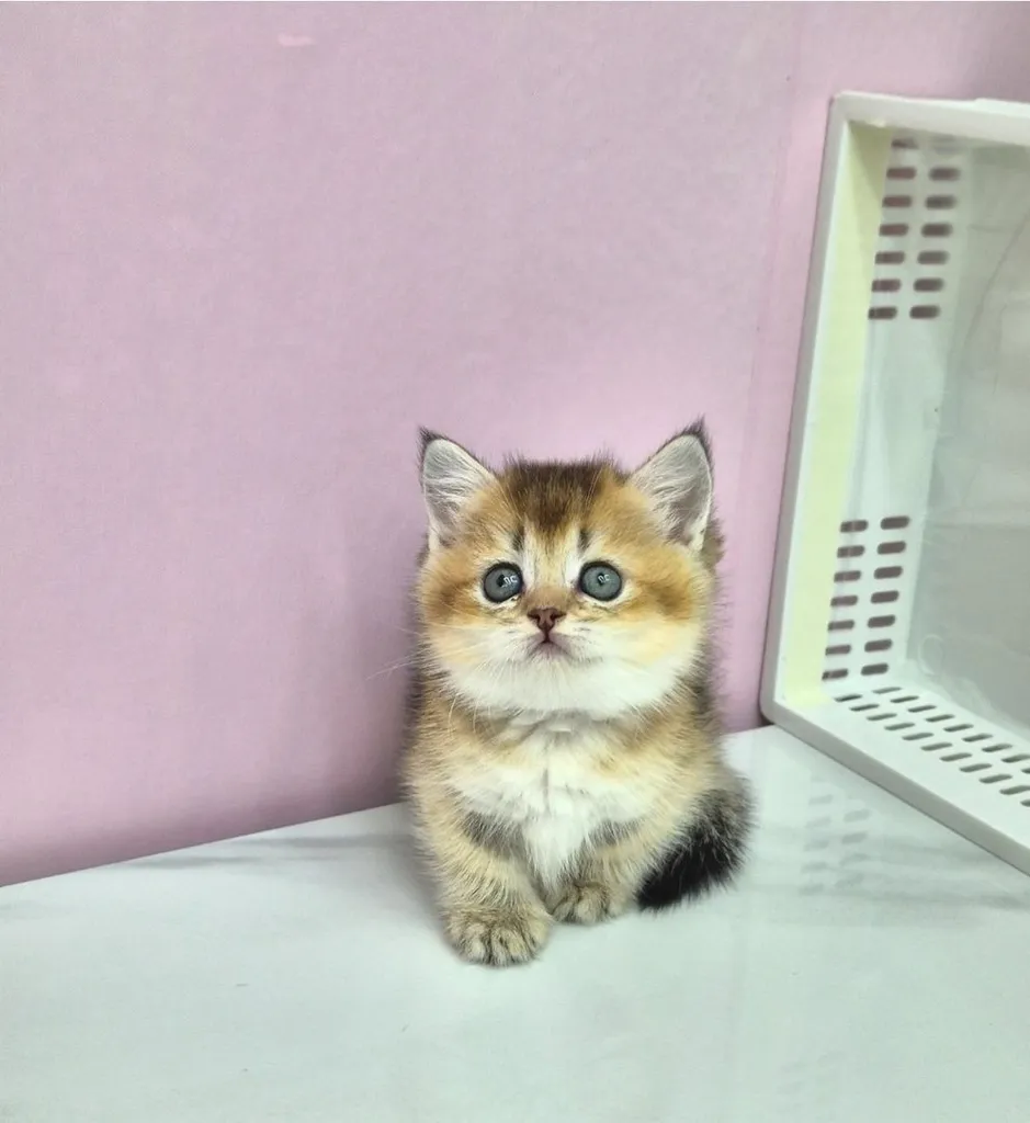แมวมันช์กิ้นขาสั้น (Munchkin Short-Leg Cat)