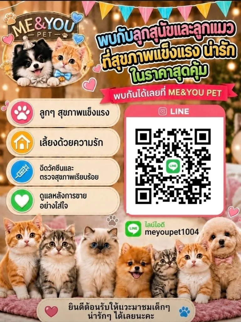 แมวมันช์กิ้นขาสั้น (Munchkin Short-Leg Cat)