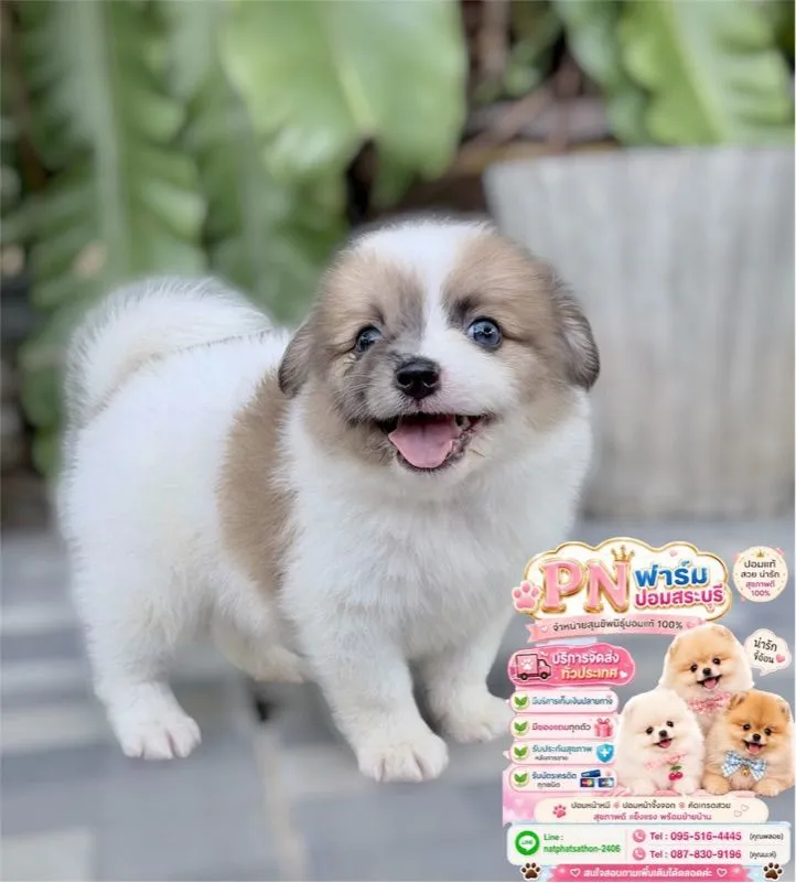 ปอมราคาถูกๆ