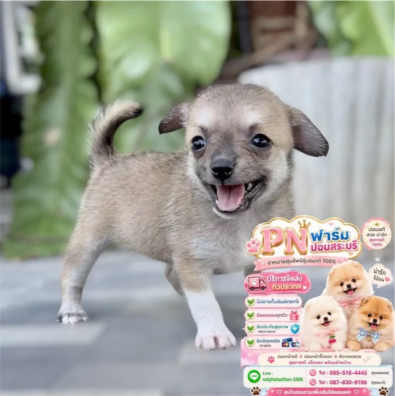 ปอมราคาถูกๆ