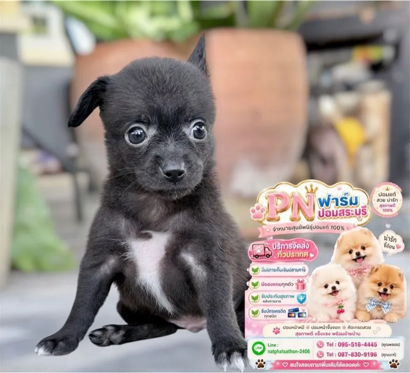 ปอมราคาถูกๆ