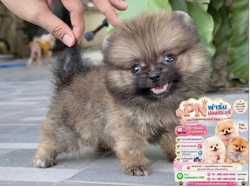 ปอมราคาถูกๆ
