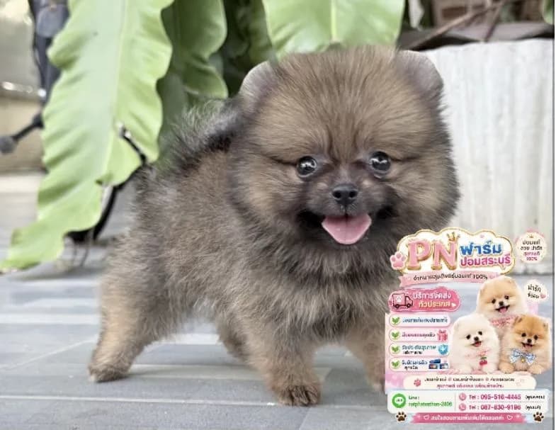 ปอมราคาถูกๆ