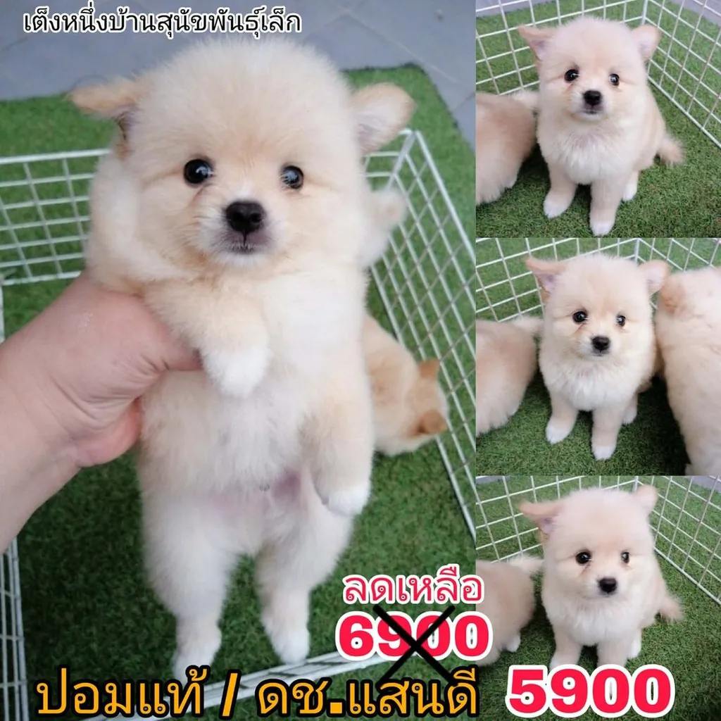 ด่วน 6900 ลดเหลือ 5500 ปอมเเท้ รวมวัคซีน ไซส์เล็ก พร้อมย้าย