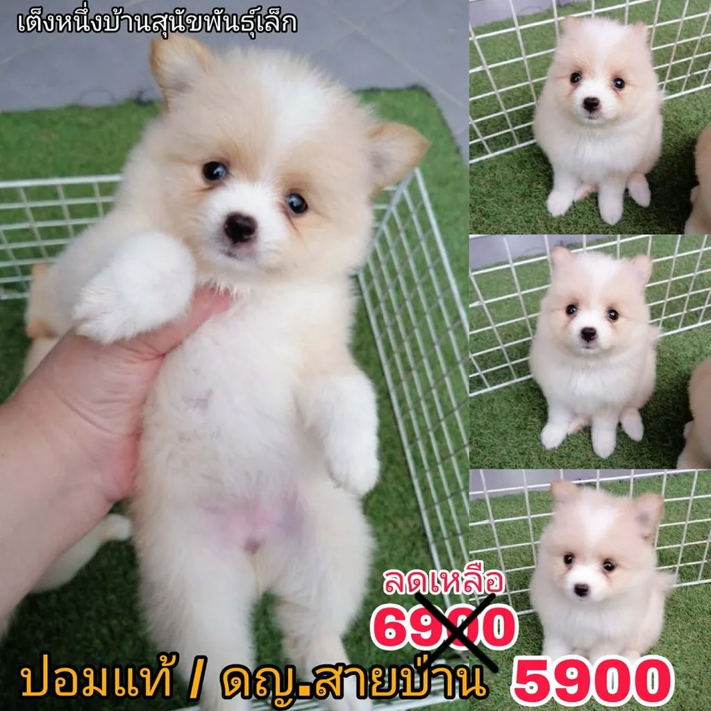 ด่วน 6900 ลดเหลือ 5500 ปอมเเท้ รวมวัคซีน ไซส์เล็ก พร้อมย้าย