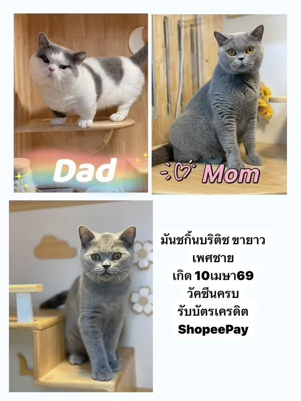 มันชกิ้นบริติชขายาวพร้อมย้าย