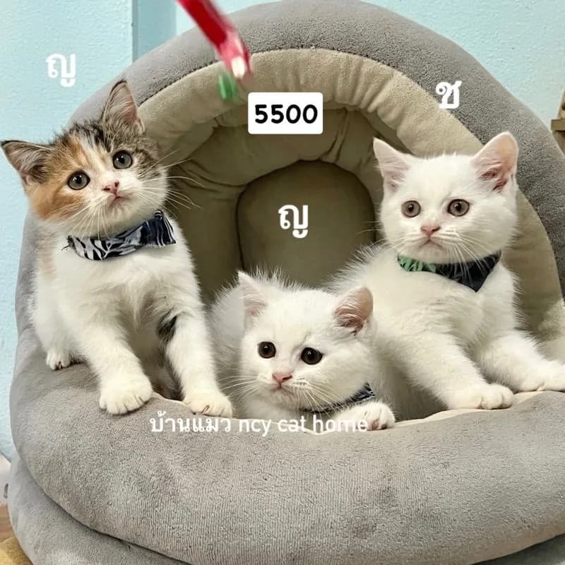 สก็อตติสโฟล