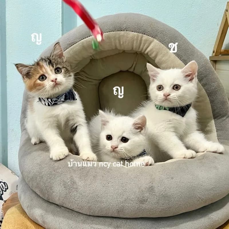 สก็อตติสโฟล