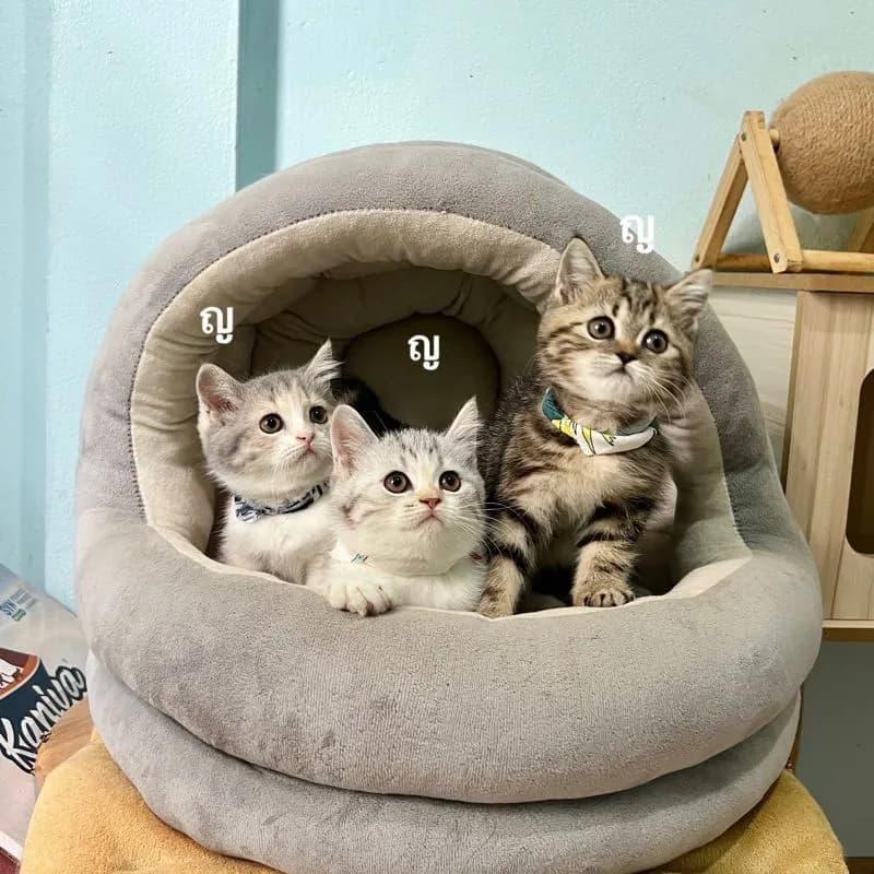 สก็อตติสโฟล