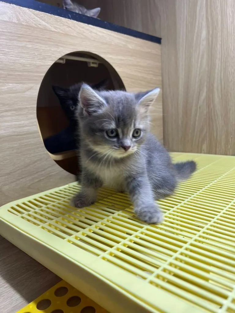 British Shorthair