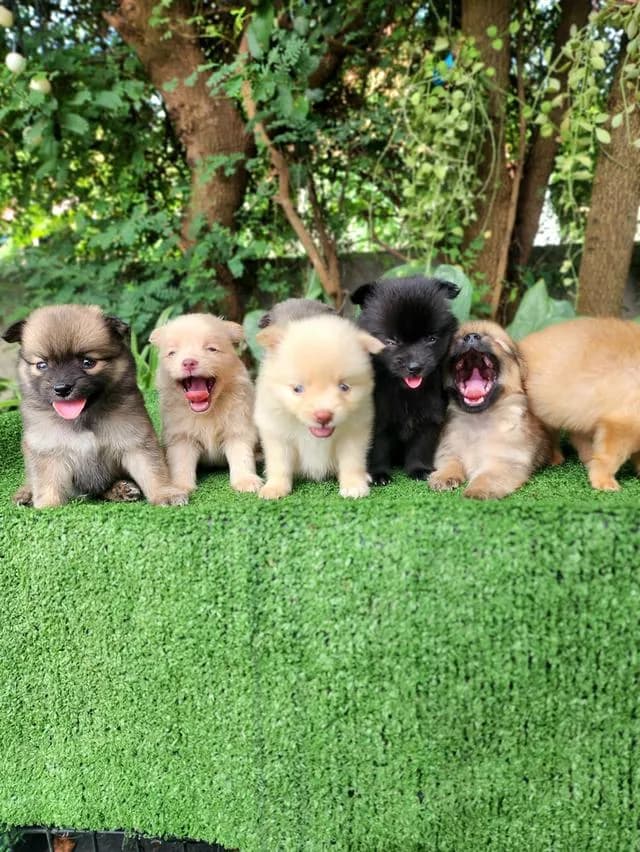 ชิวาวาผสมปอมไซส์เล็กอุดรธานี