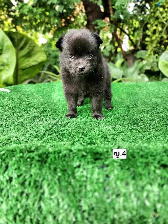 ชิวาวาผสมปอมไซส์เล็กอุดรธานี