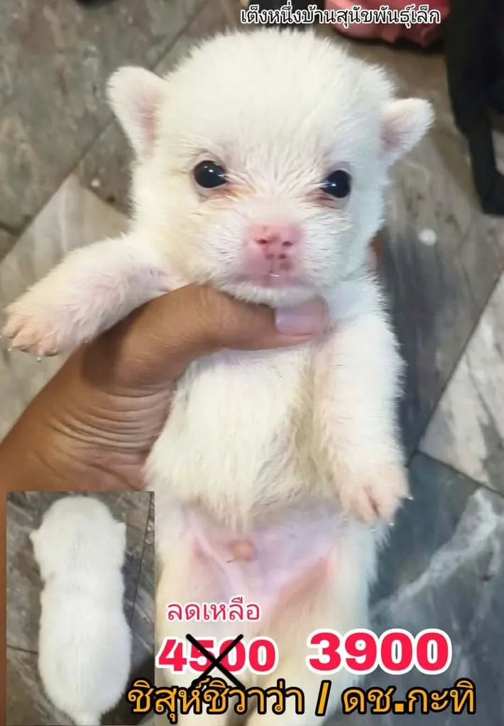 ด่วน เบาๆ เริ่ม 3000 ปอมชิวาว่า ชิสุชิวาว่า พร้อมย้าย