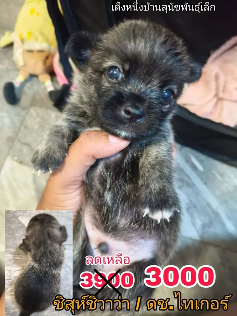 ด่วน เบาๆ เริ่ม 3000 ปอมชิวาว่า ชิสุชิวาว่า พร้อมย้าย
