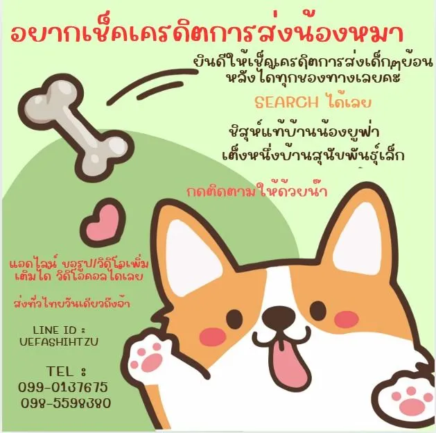 ด่วน เบาๆ เริ่ม 3000 ปอมชิวาว่า ชิสุชิวาว่า พร้อมย้าย