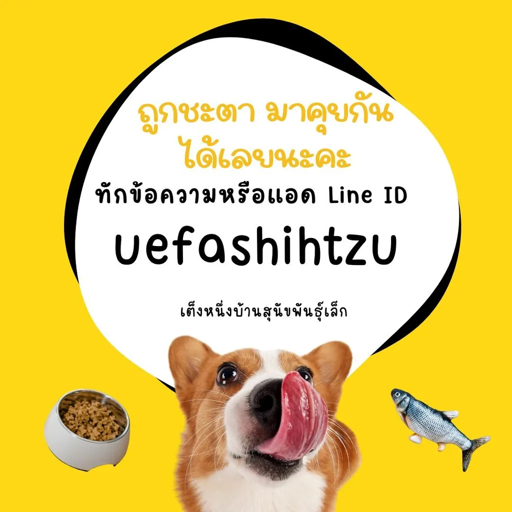 ด่วน เบาๆ เริ่ม 3000 ปอมชิวาว่า ชิสุชิวาว่า พร้อมย้าย