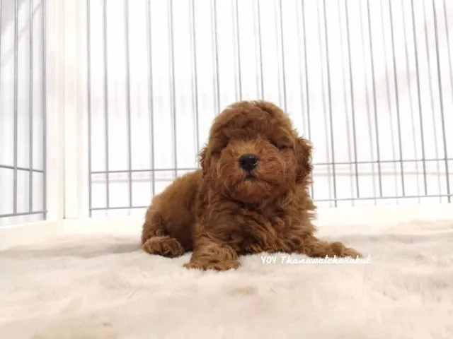 พุดเดิ้ลทอยแท้ ผู้ชาย ผู้หญิง